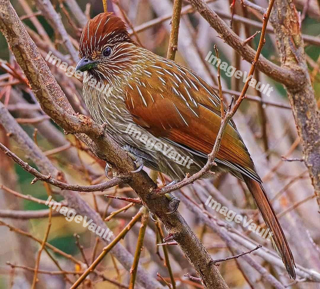 Garrulax Bird
